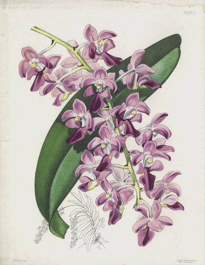 The Thick-Leaved Air Plant, Aerides Crassifolium by English School